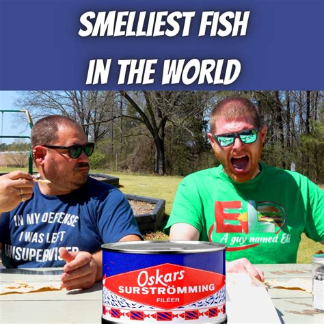 worlds smelliest fish|SURSTRÖMMING STINKY FISH CHALLENGE